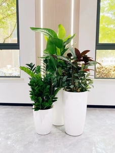 专业打造,宁波余姚盆景租摆的独特之美